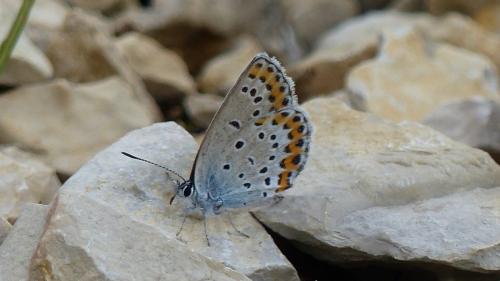 Réf. 191 667 : Plebejus argyrognomon